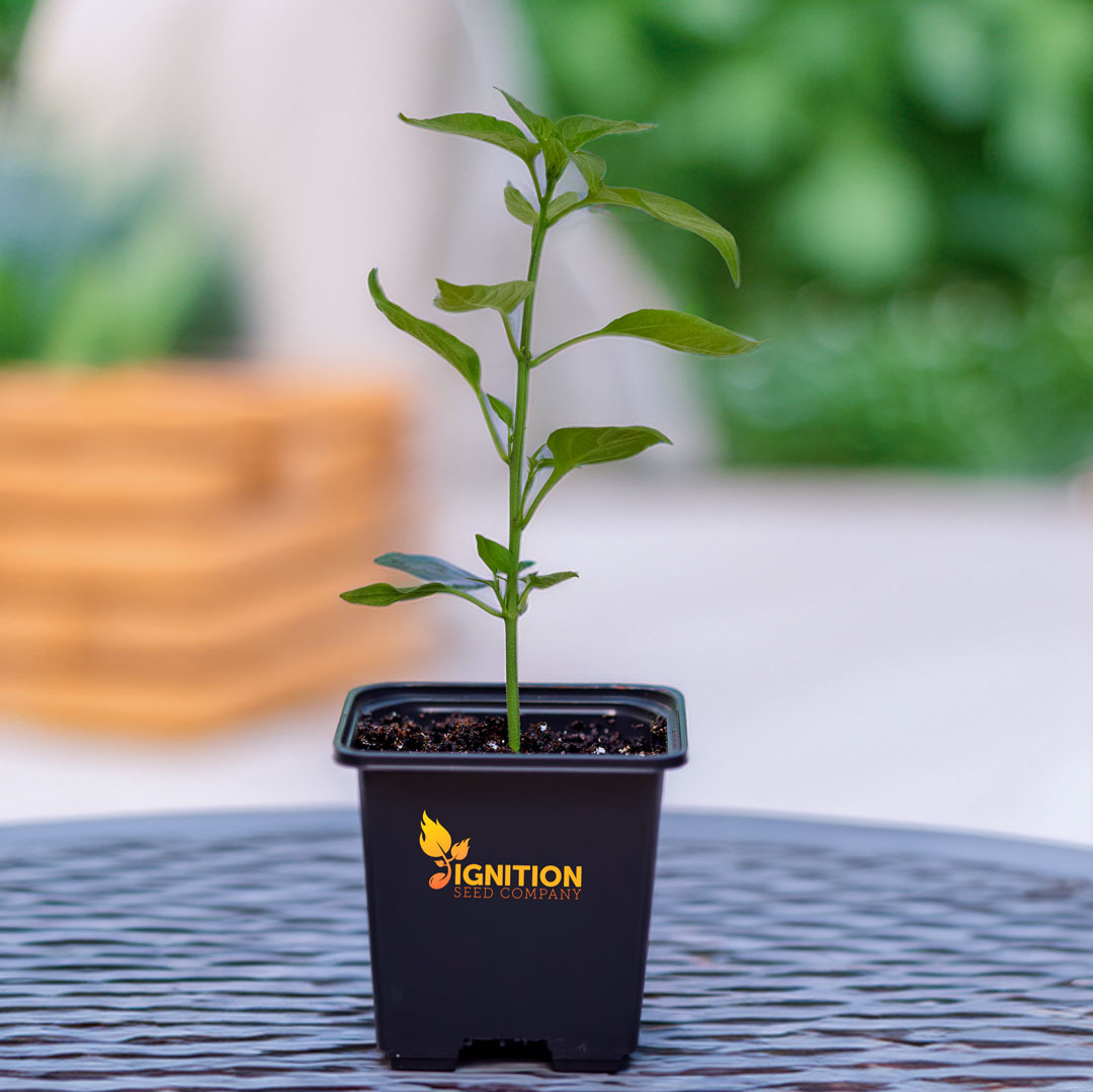 Young chilli plant growing