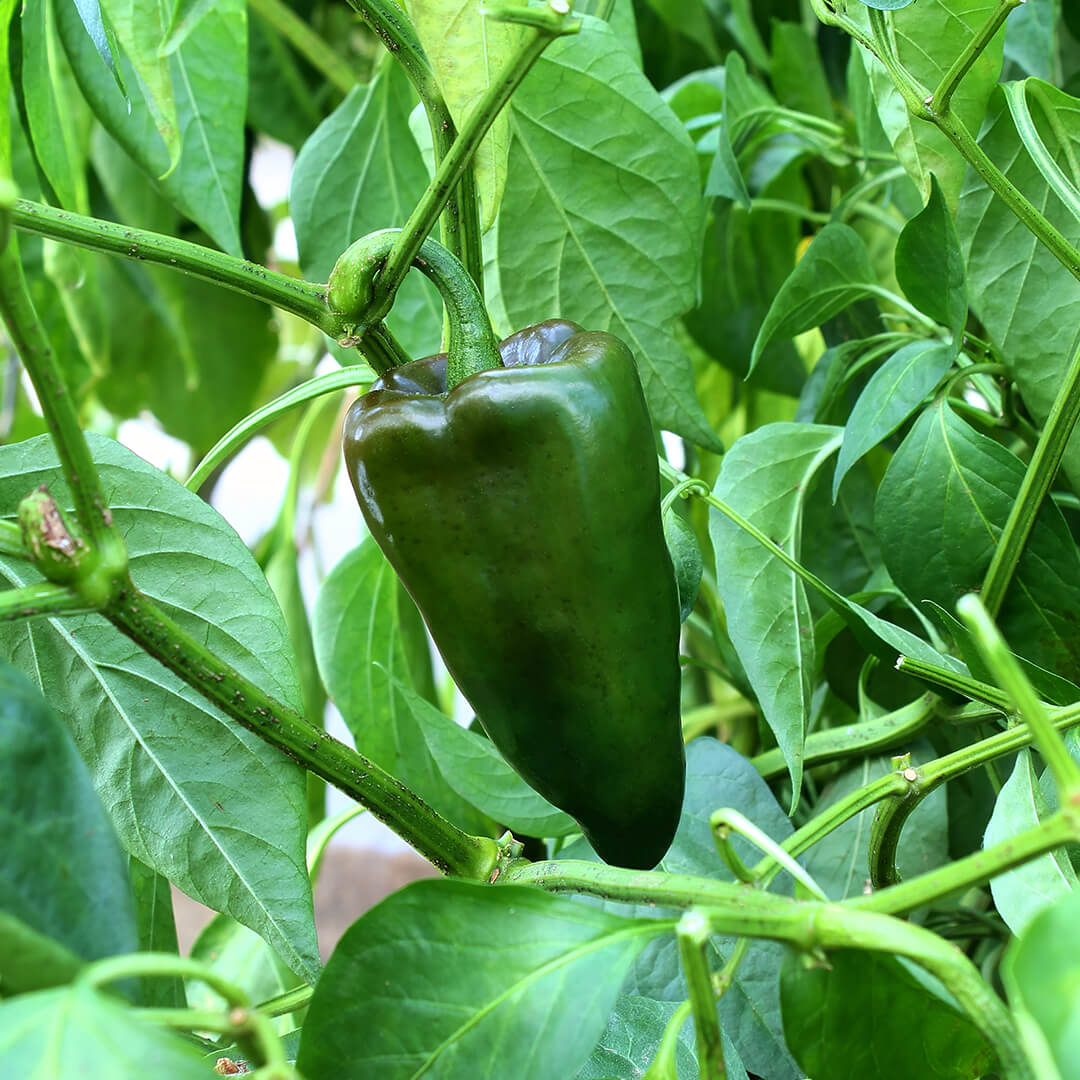 Poblano Seeds