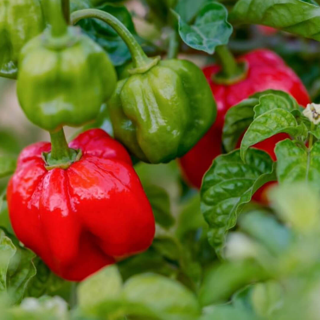 Scotch Bonnet (Red) Seeds