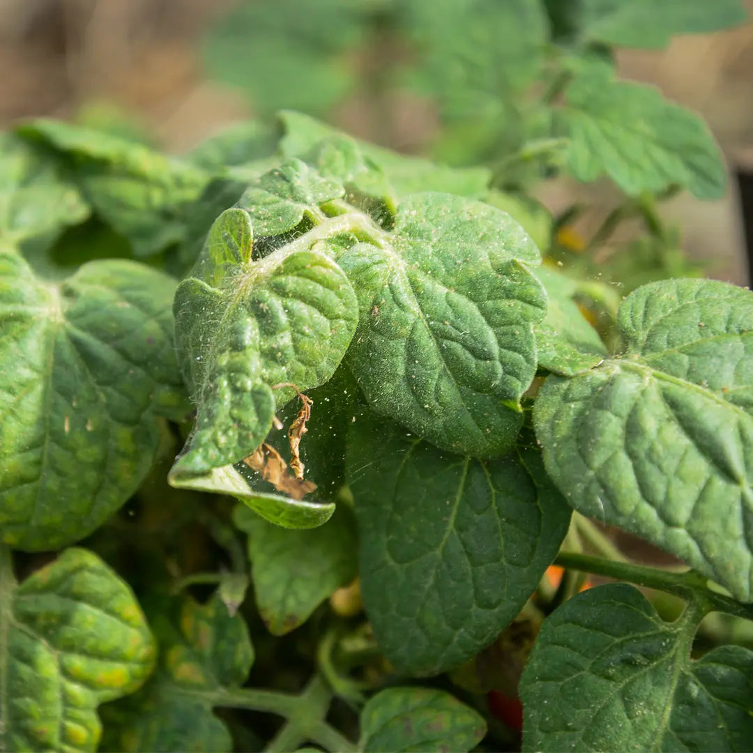 Chilli Seeds NZ Photo of a plant  with Red Spider Mites