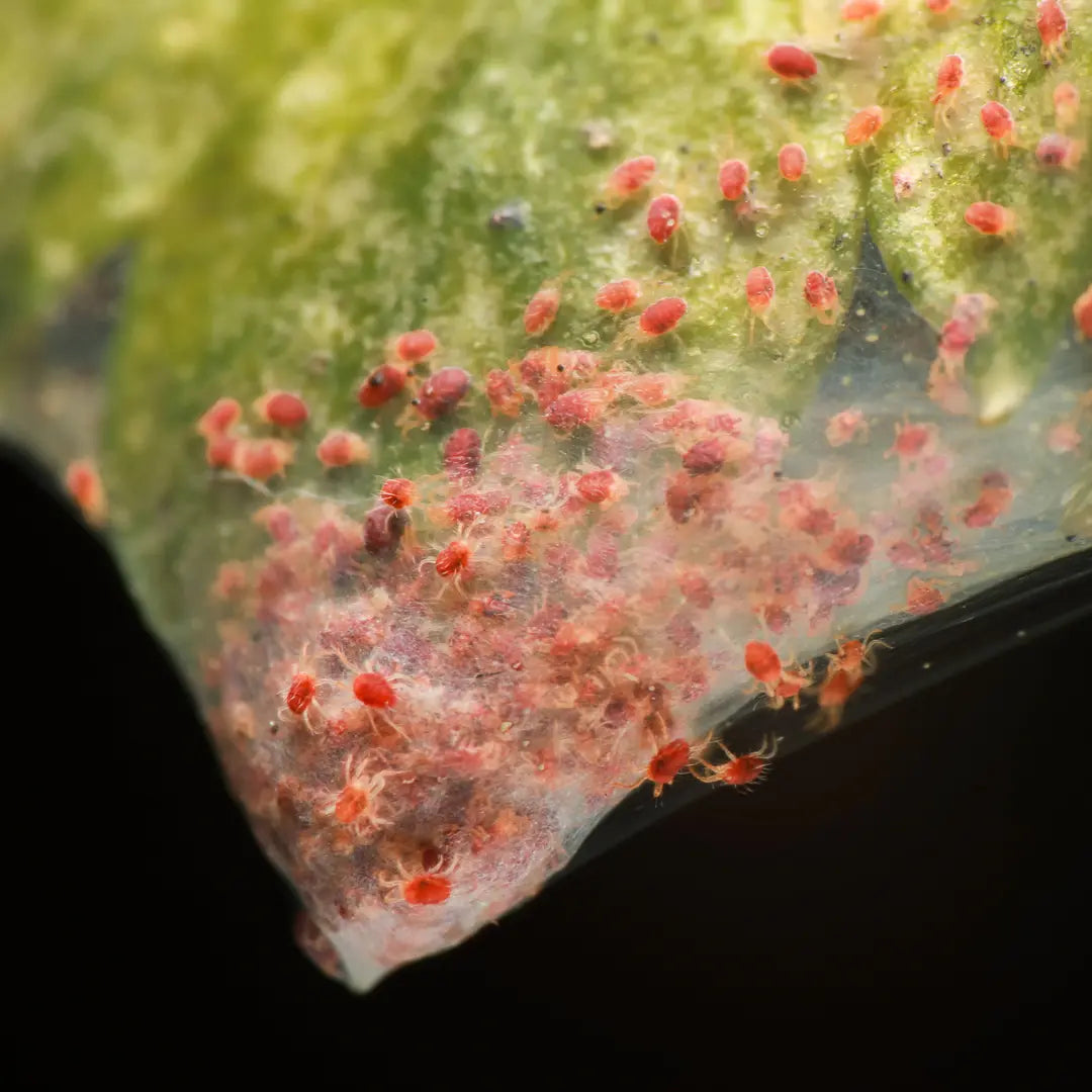 Chilli Seeds NZ Close up photo of an Red Spider Mites
