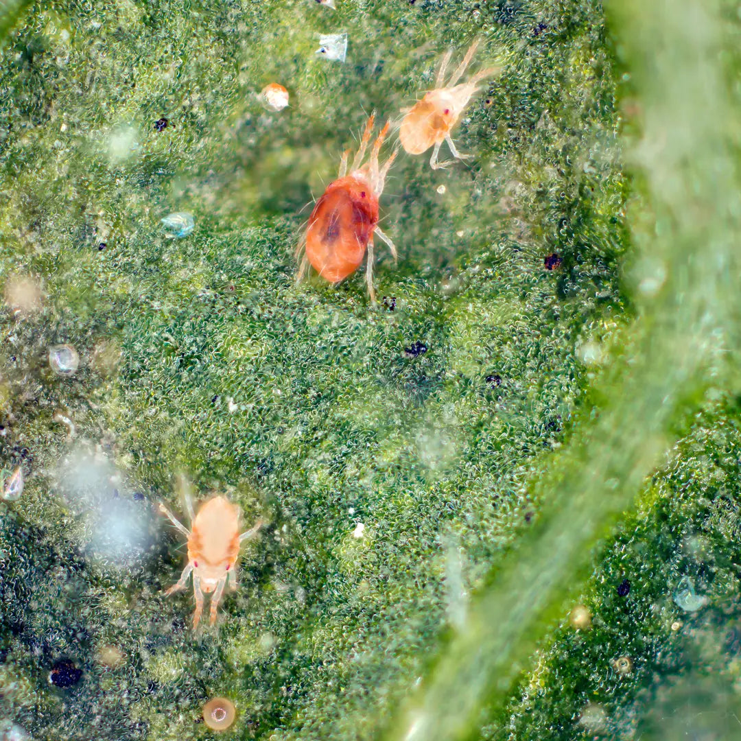 Chilli Seeds NZ Close up photo of an Red Spider Mites