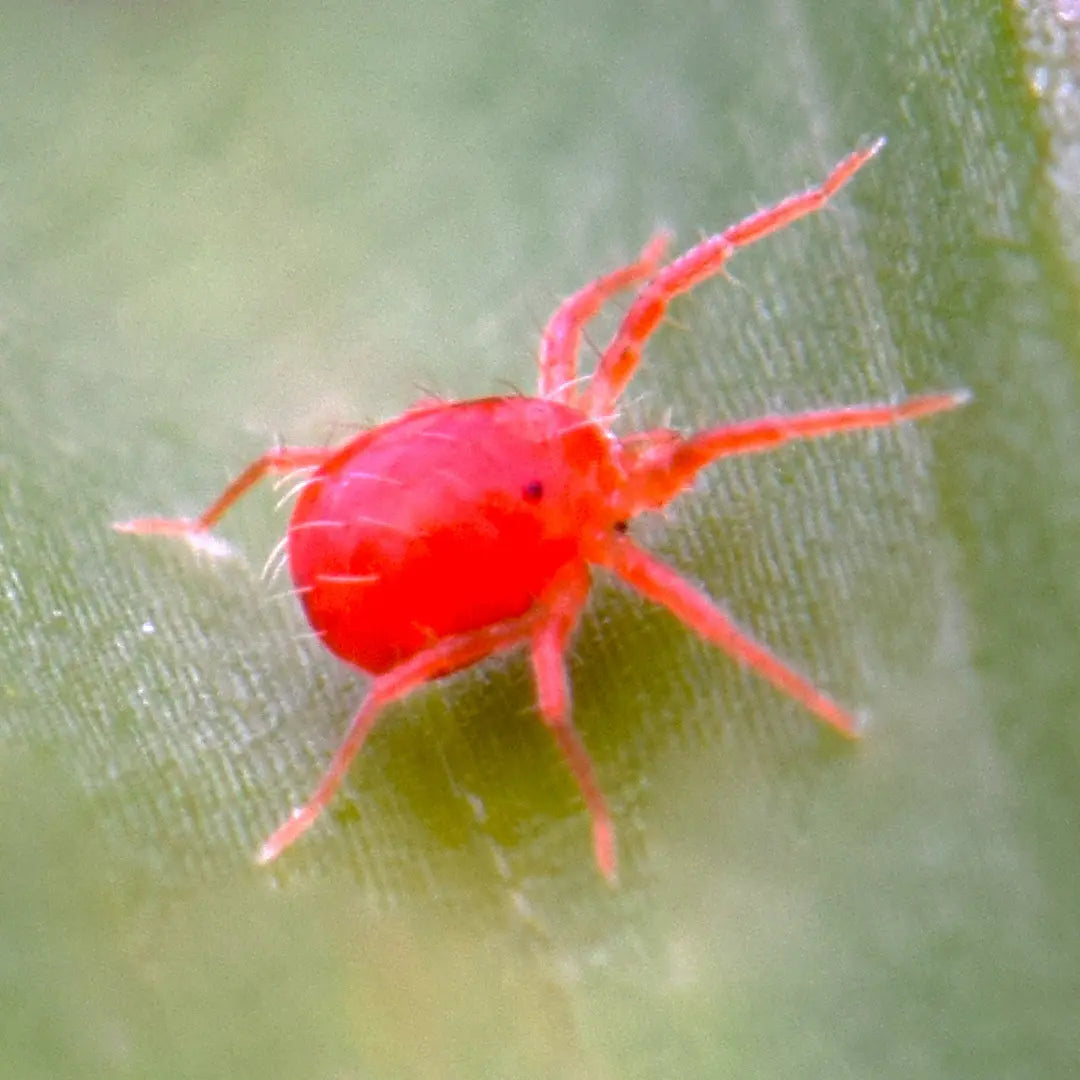 Chilli Seeds NZ Close up photo of an Red Spider Mite