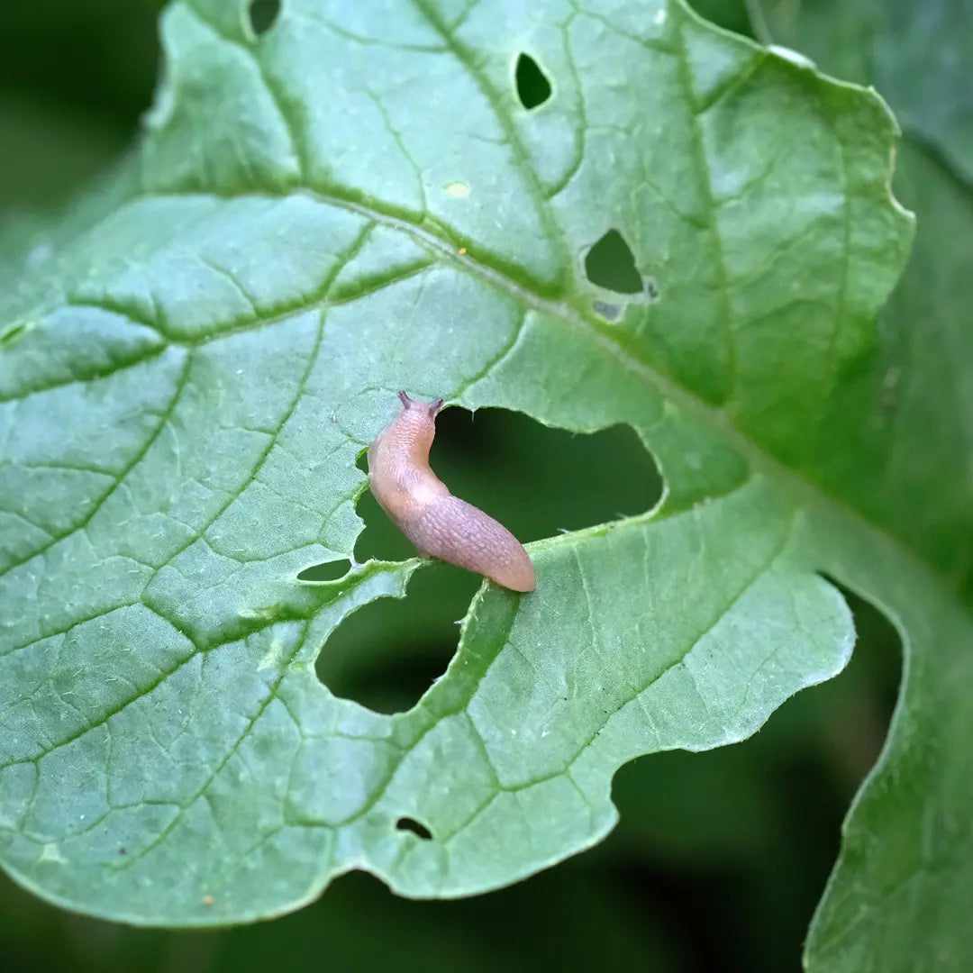 Chilli Seeds NZ close up image of a Slug on a leaf