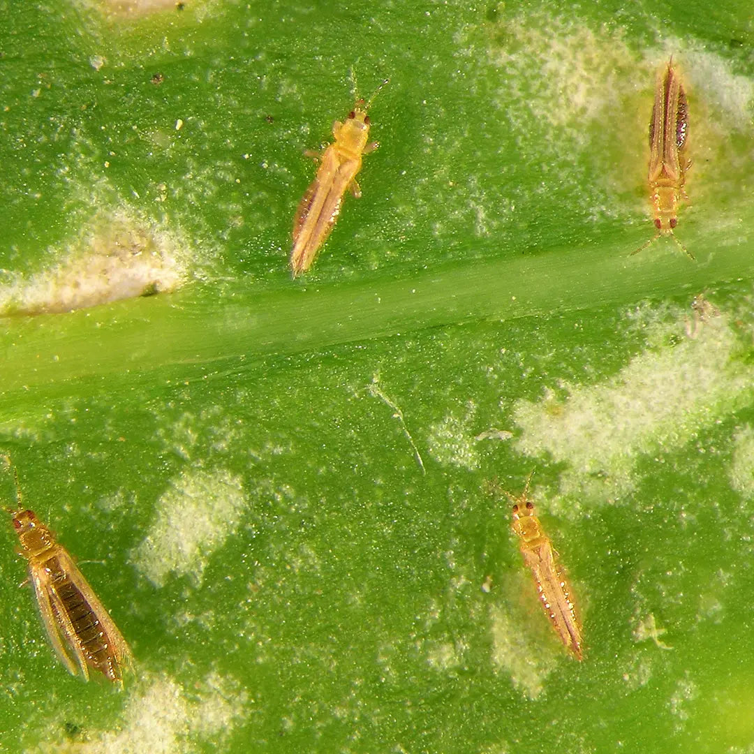 Chilli Seeds NZ close up image of Thrips on a leaf