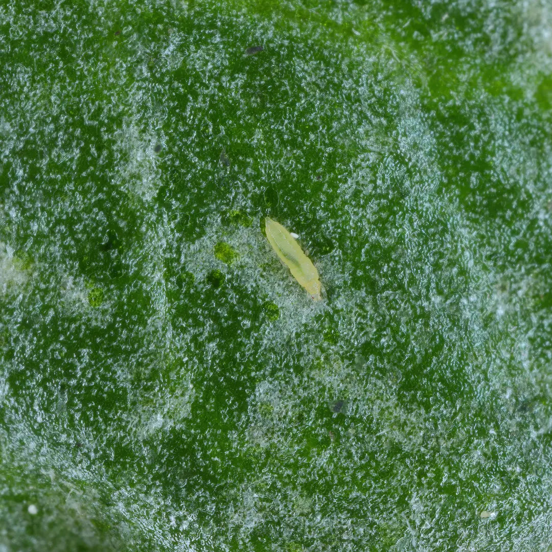 Chilli Seeds NZ close up image of a Thrip on a leaf