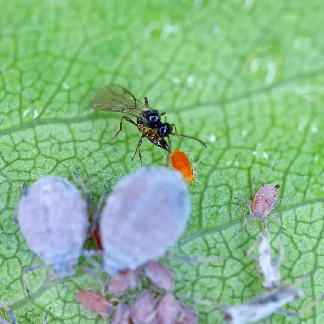 Chilli Seeds NZ close up image of Parasitic Wasp on a leaf eating Aphids