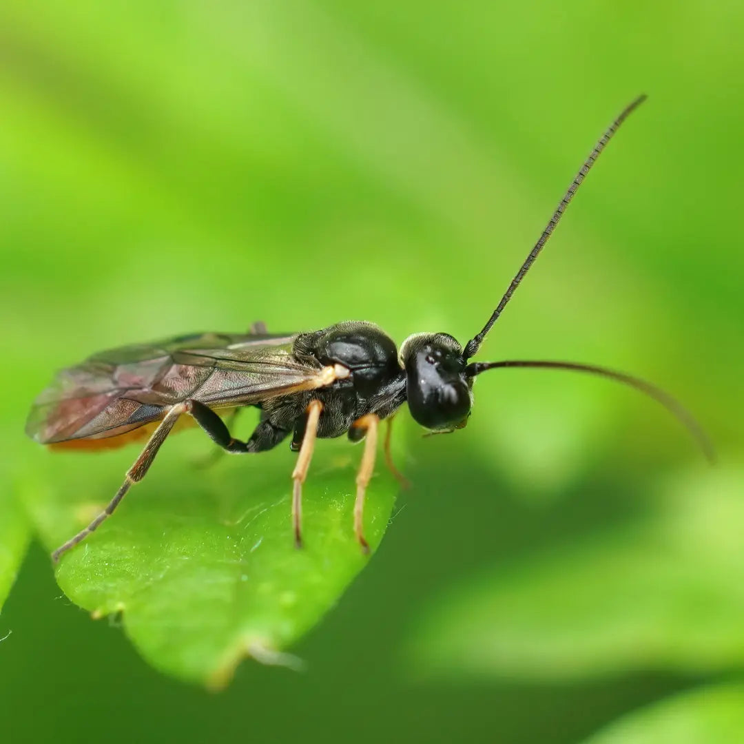 Parasitic Wasps Ignition Seed Company parasitic-wasps-ignition-seed-company