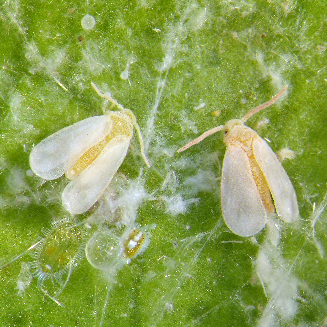 Chilli Seeds NZ Close up photo of leave with Whiteflies on