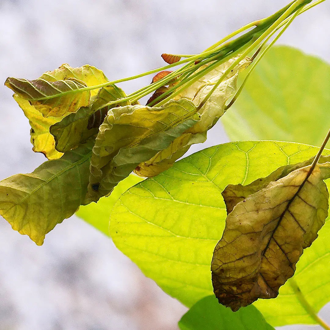 Chilli Seeds NZ Verticillium Wilt damage to a leaf