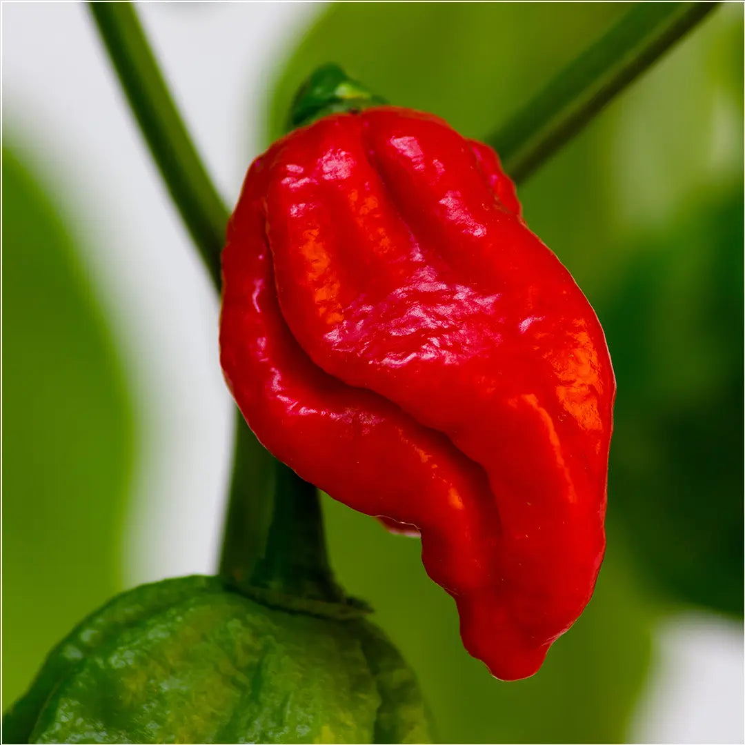 Chilli Seeds NZ Apocalypse Red Scorpion Chilli Pod
