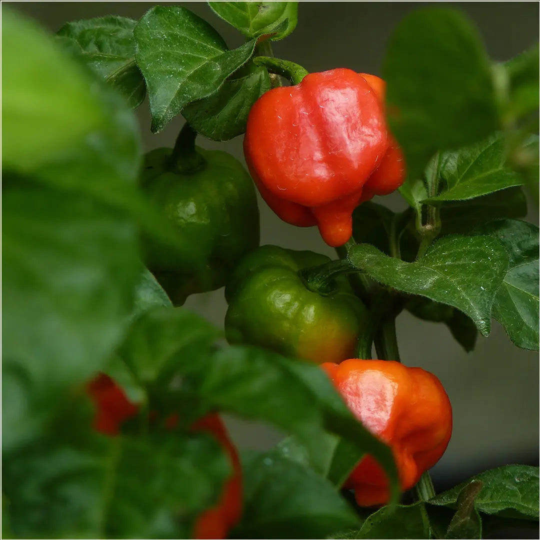 Chilli Seeds NZ Apocalypse Red Scorpion Chilli Pods
