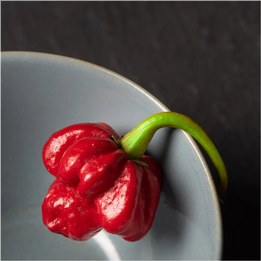Chilli Seeds NZ Apocalypse Red Scorpion Chilli in dish