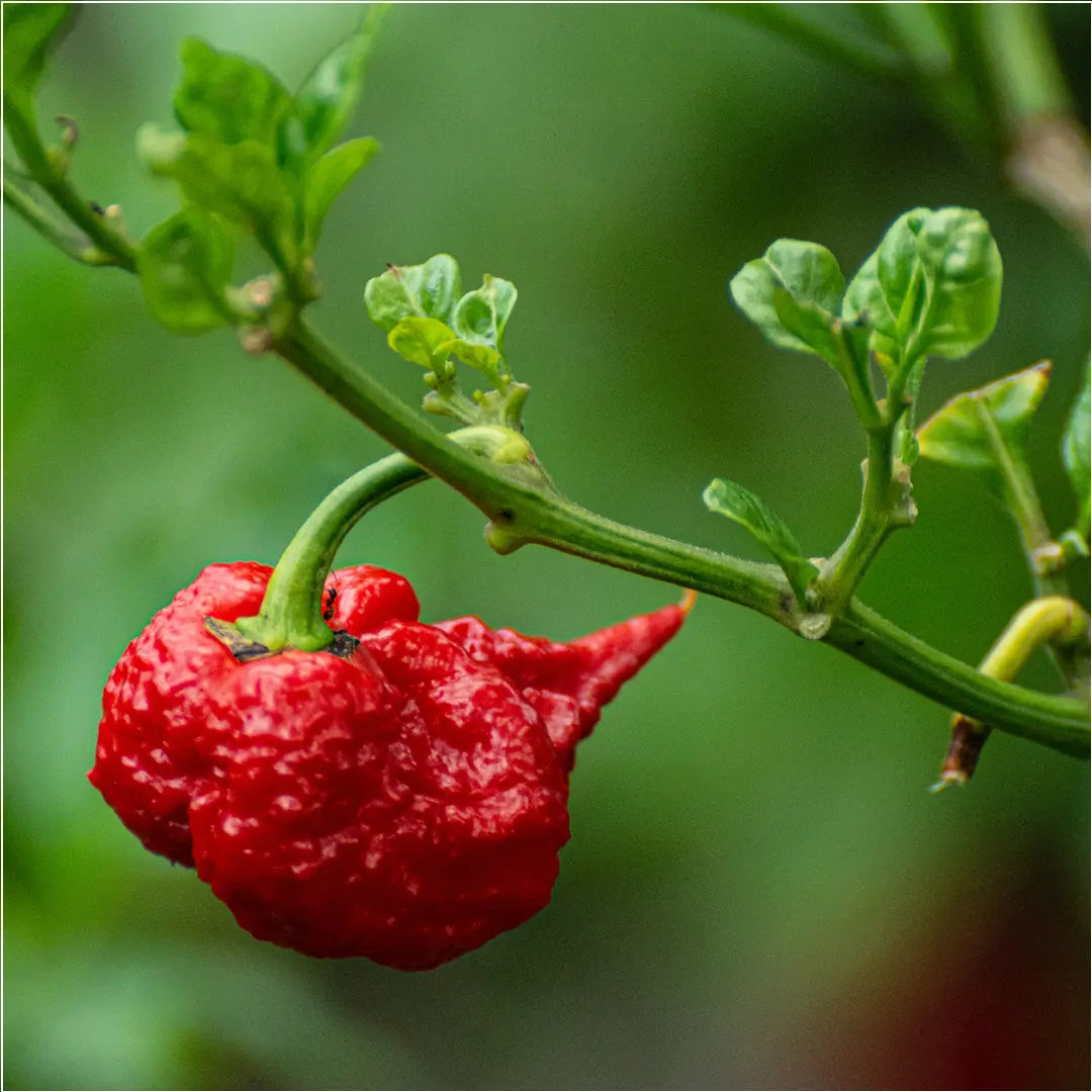 Chilli Seeds NZ Carolina Reaper Chilli Pod
