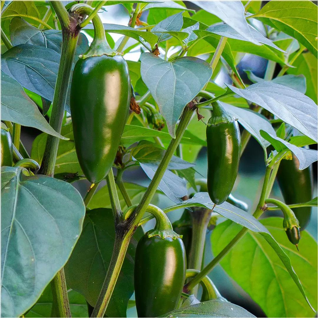 Growing Jalapenos From Seed Capsicum Jalapeno Chili Seeds growing-jalapenos-from-seed-capsicum-jalapeno-chili-seeds