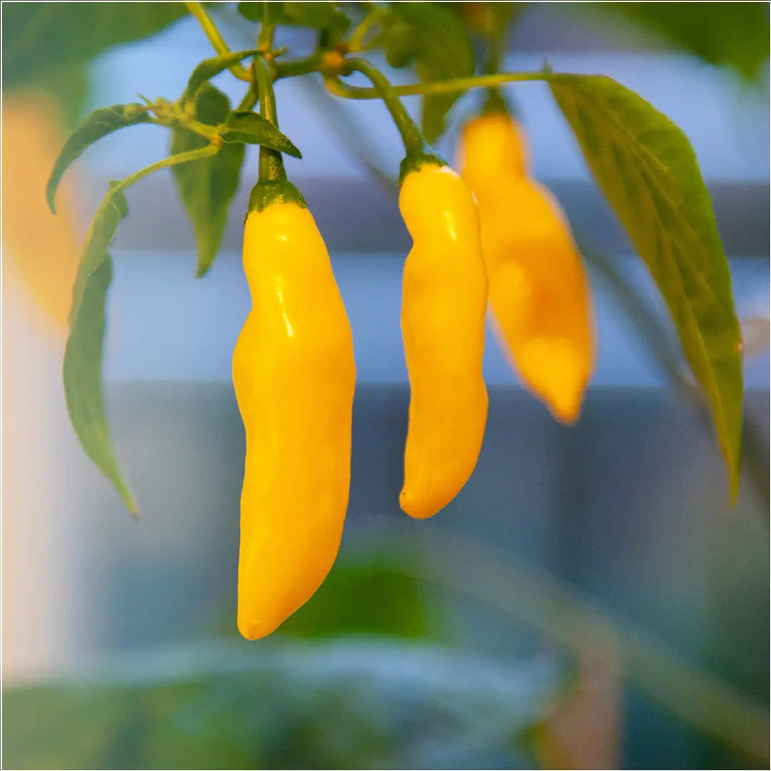 Chilli Seeds NZ Aji Limón Lemon Drop Chilli Pods