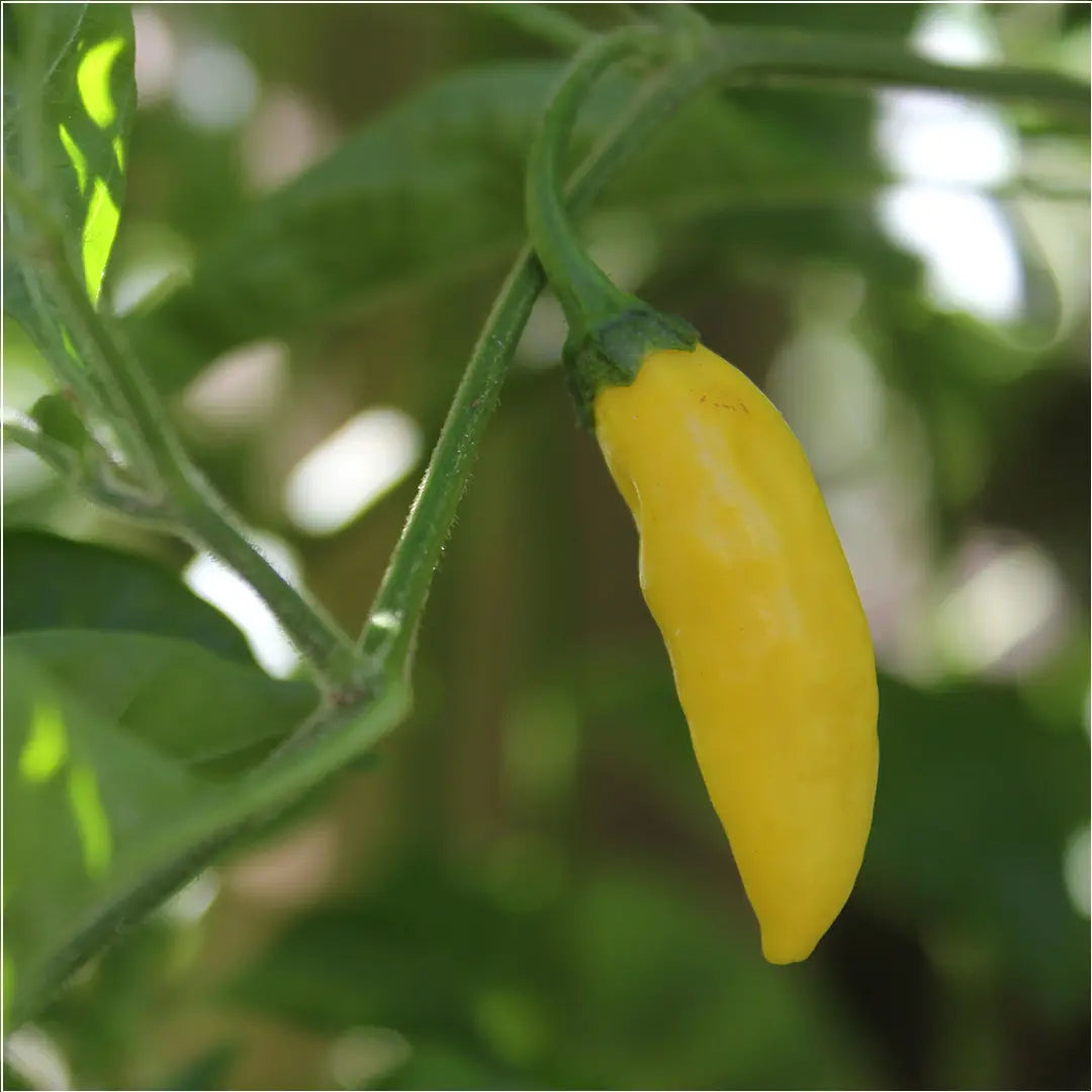 Chilli Seeds NZ Aji Limón Lemon Drop Chilli Pod