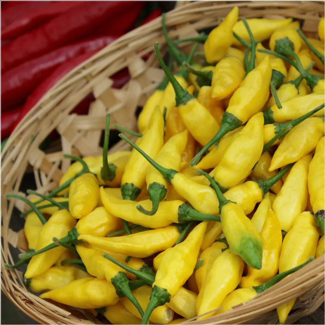 Chilli Seeds NZ Aji Limón Lemon Drop Chilli Pods in basket