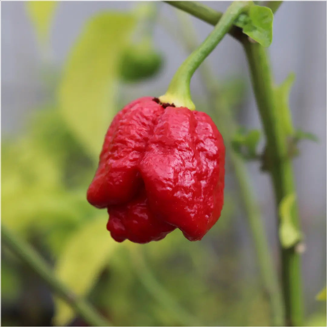 Chilli Seeds NZ Trinidad Scorpion Moruga Chilli Pod