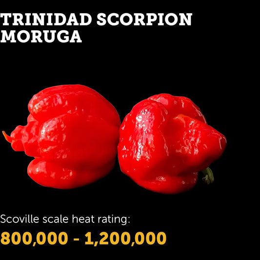 Chilli Seeds NZ Trinidad Scorpion Moruga Chillies