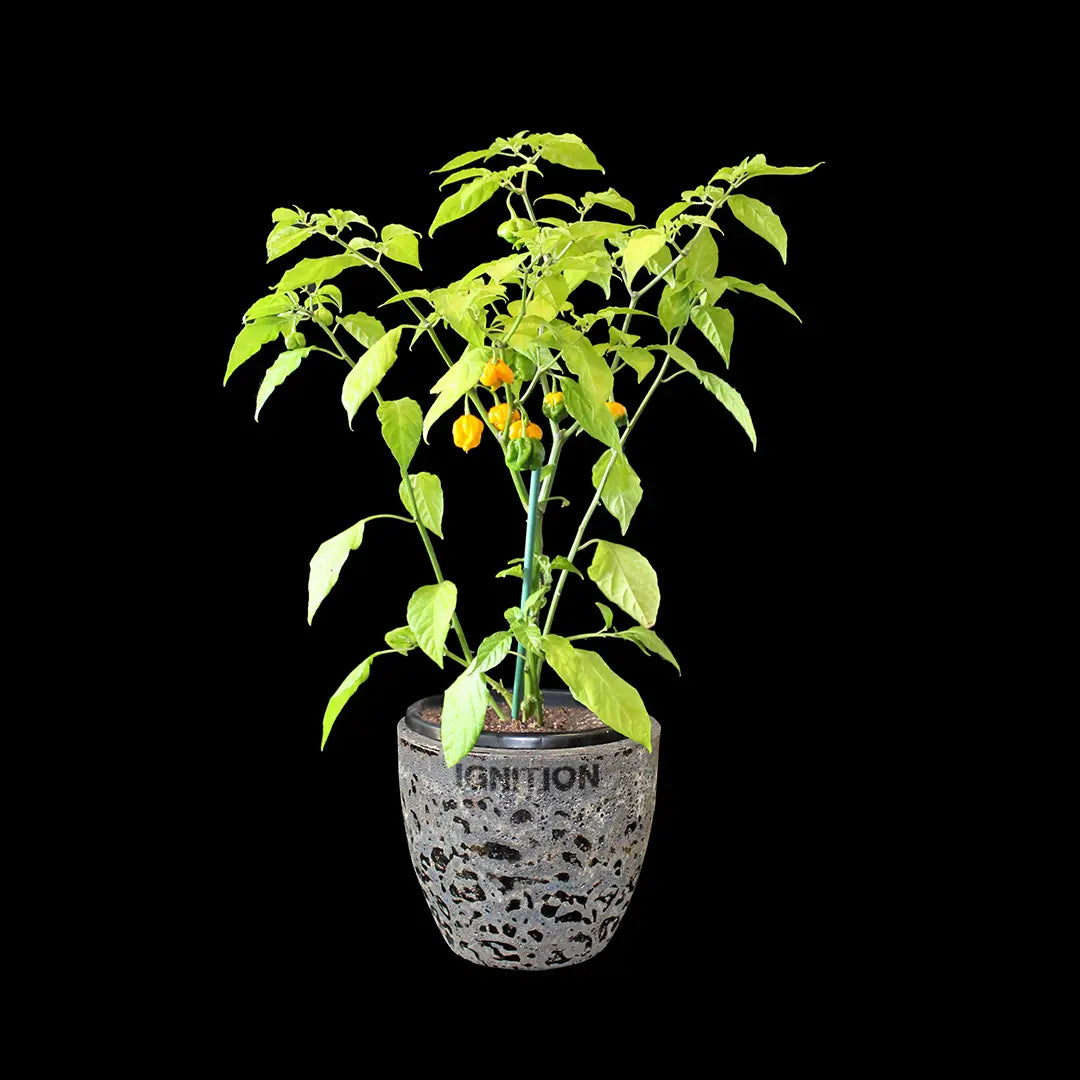 Chilli Seeds NZ Orange 7 Pot Brain Strain Chillie Plant