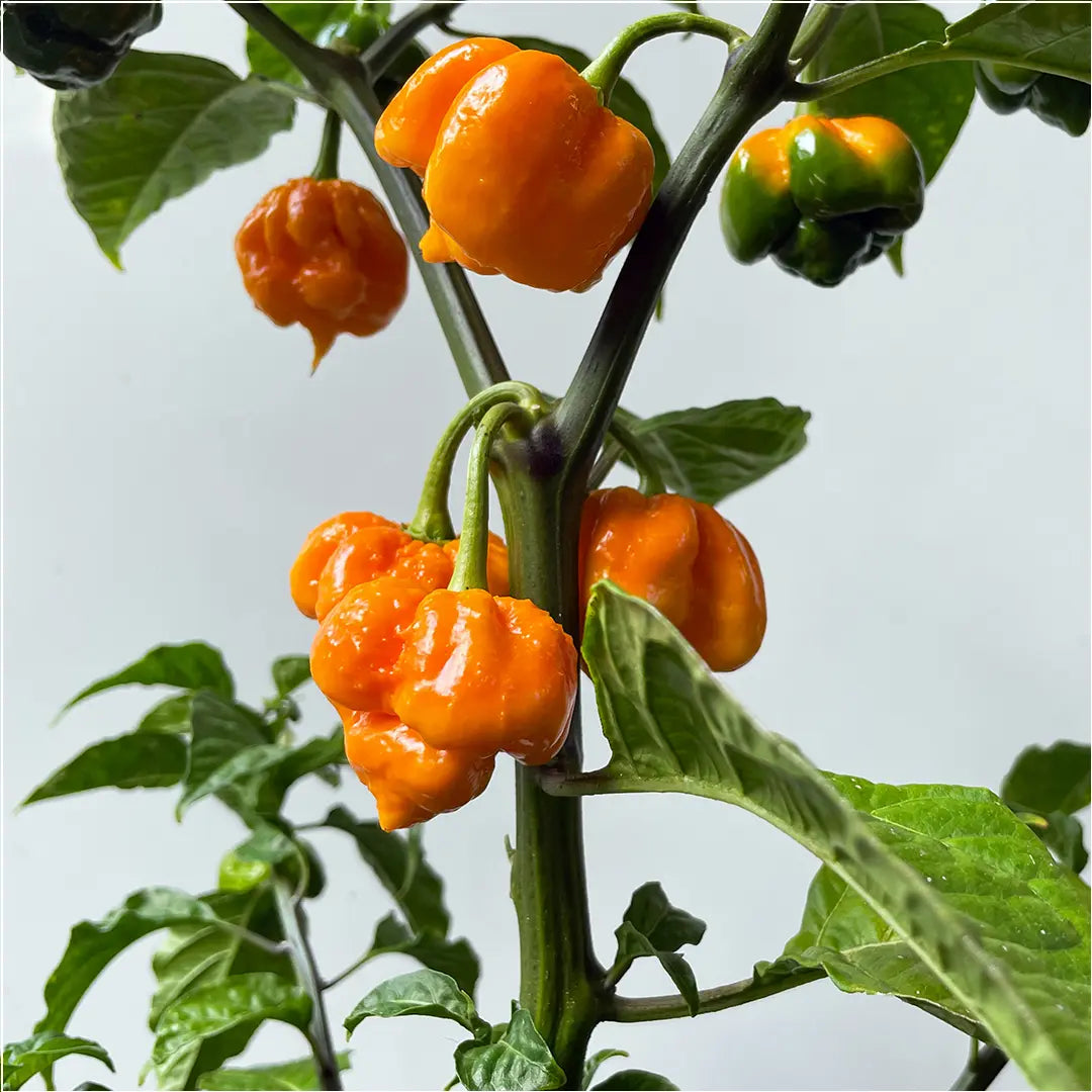 Chilli Seeds NZ Orange 7 Pot Brain Strain Chillies pods