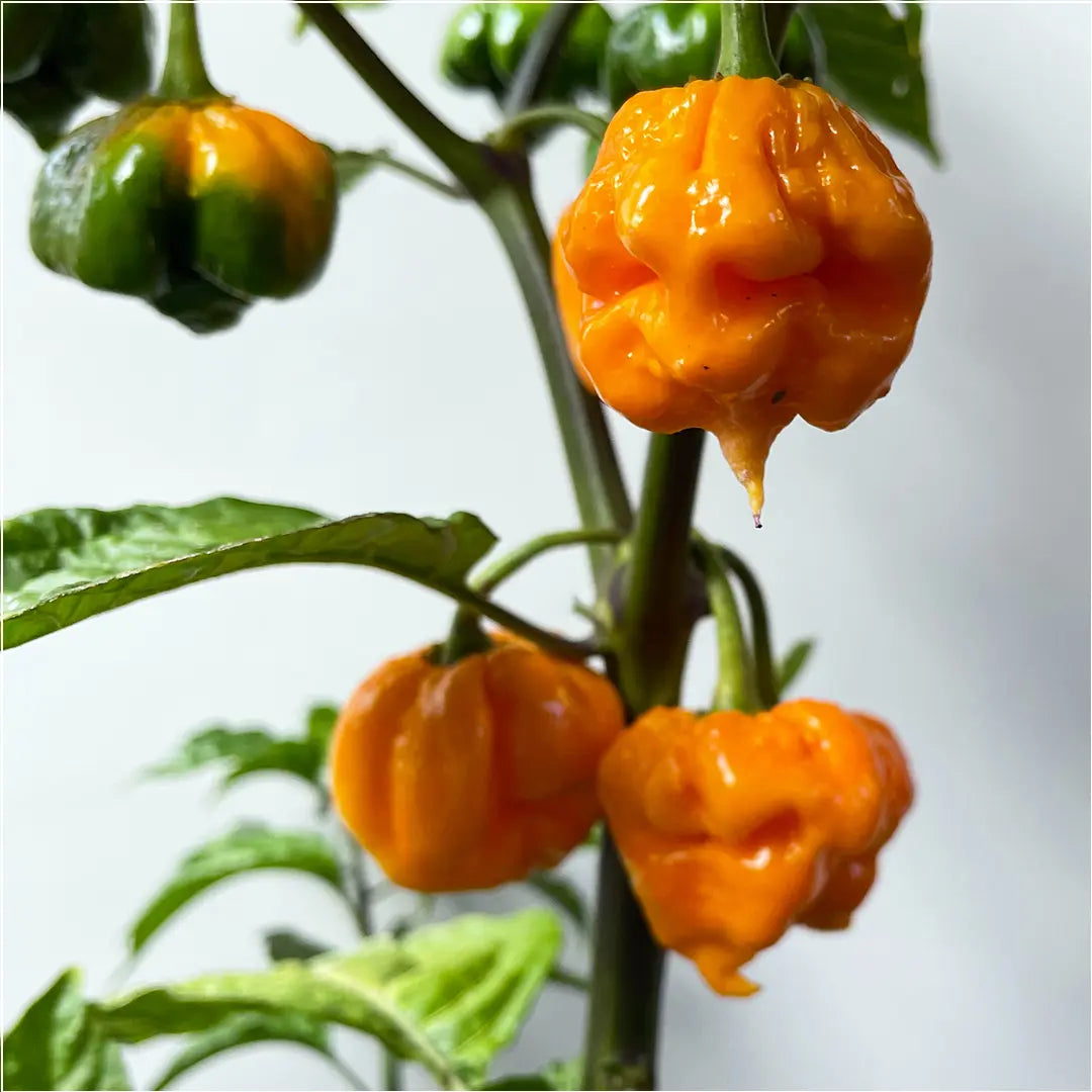 Chilli Seeds NZ Orange 7 Pot Brain Strain Chillies pods