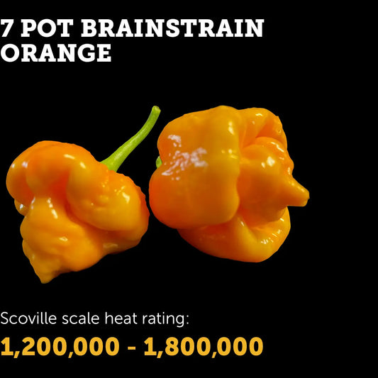 Chilli Seeds NZ Orange 7 Pot Brain Strain Chillies