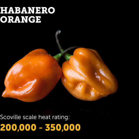 Chilli Seeds NZ Orange Habanero Chillies