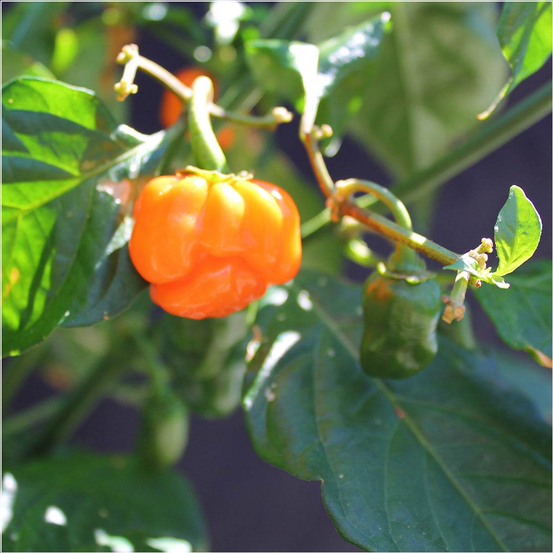 Chilli Seeds NZ Orange Products Scotch Bonnet Chilli Pods