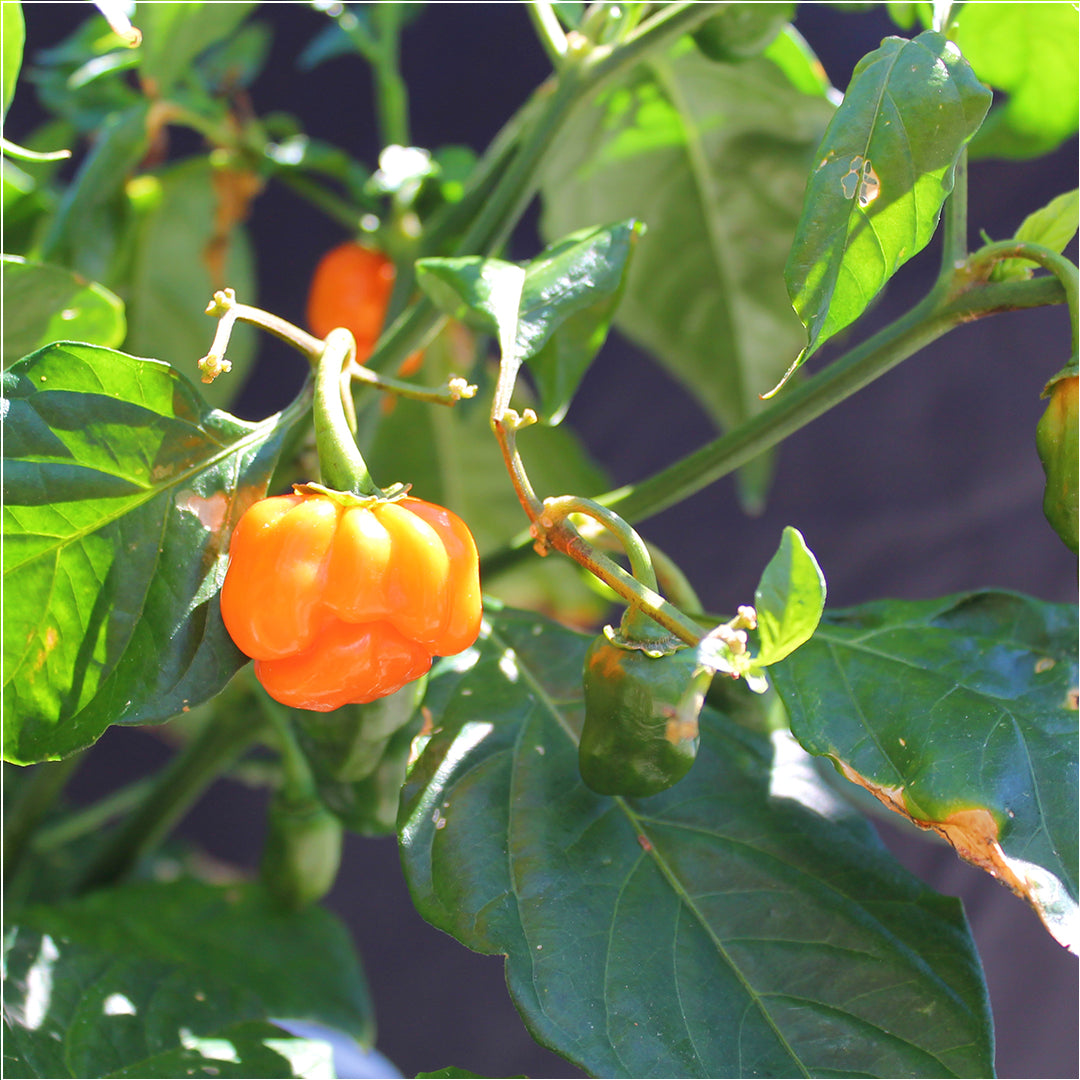 Chilli Seeds NZ Orange Products Scotch Bonnet Chilli Pods