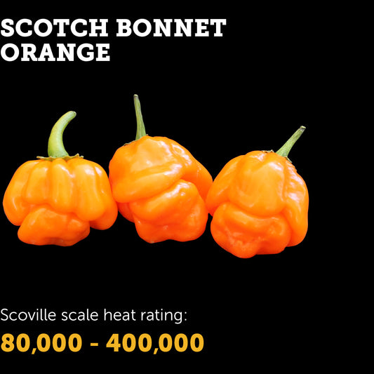 Chilli Seeds NZ Orange Products Scotch Bonnet Chillies