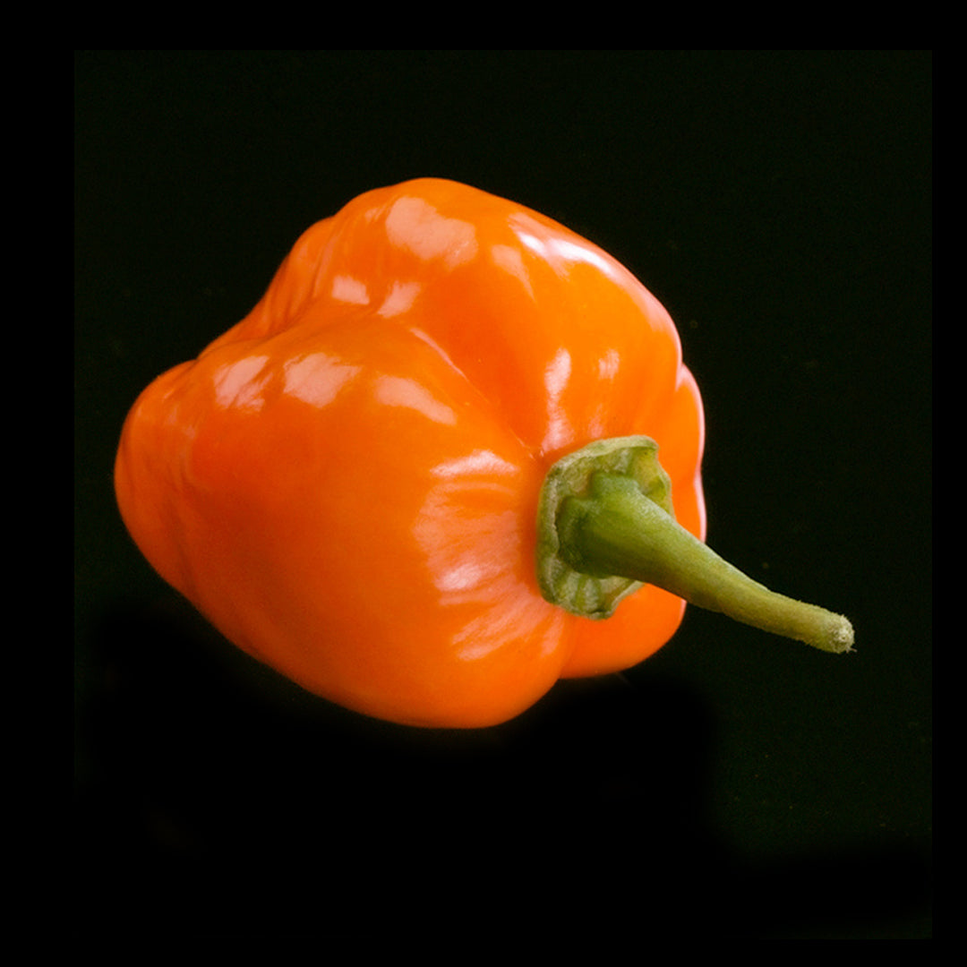 Chilli Seeds NZ Orange Products Scotch Bonnet Chilli