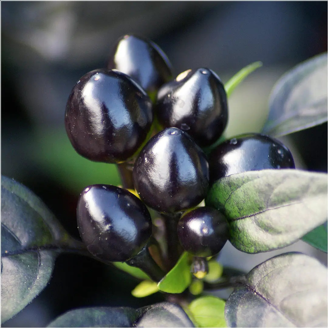 Chilli Seeds NZ Black Pearl Pods