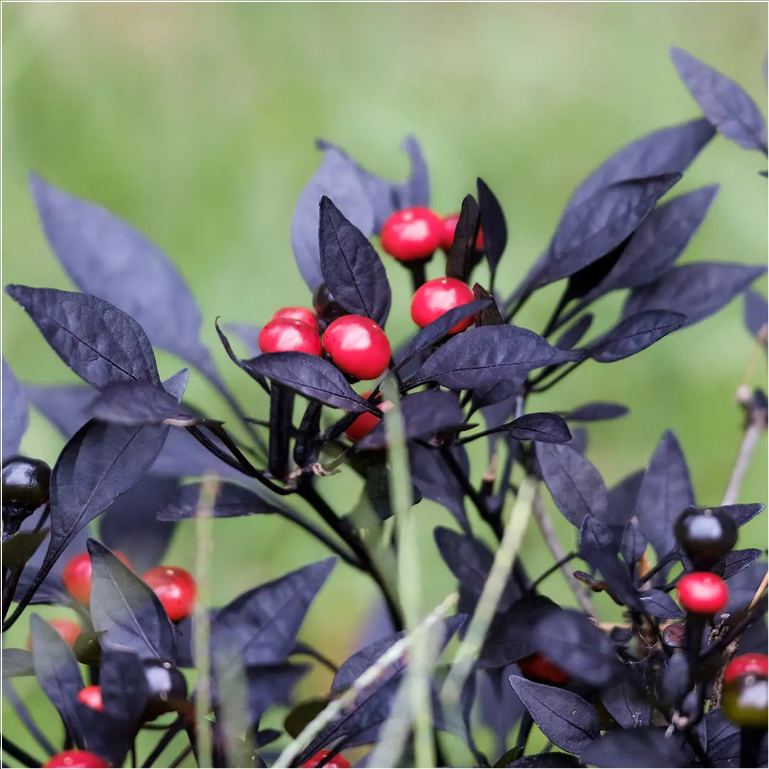 Chilli Seeds NZ Black Pearl Pods
