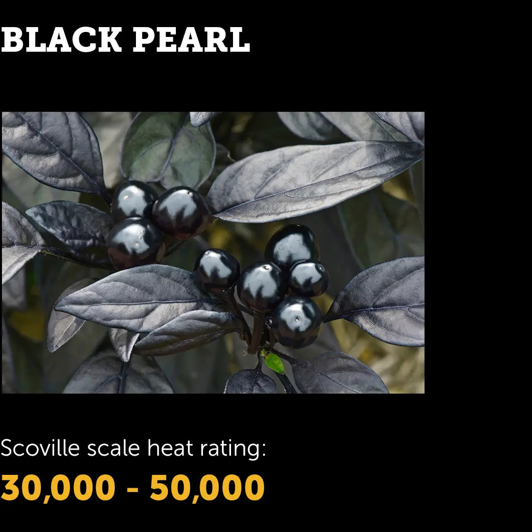 Chilli Seeds NZ Black Pearl Pods