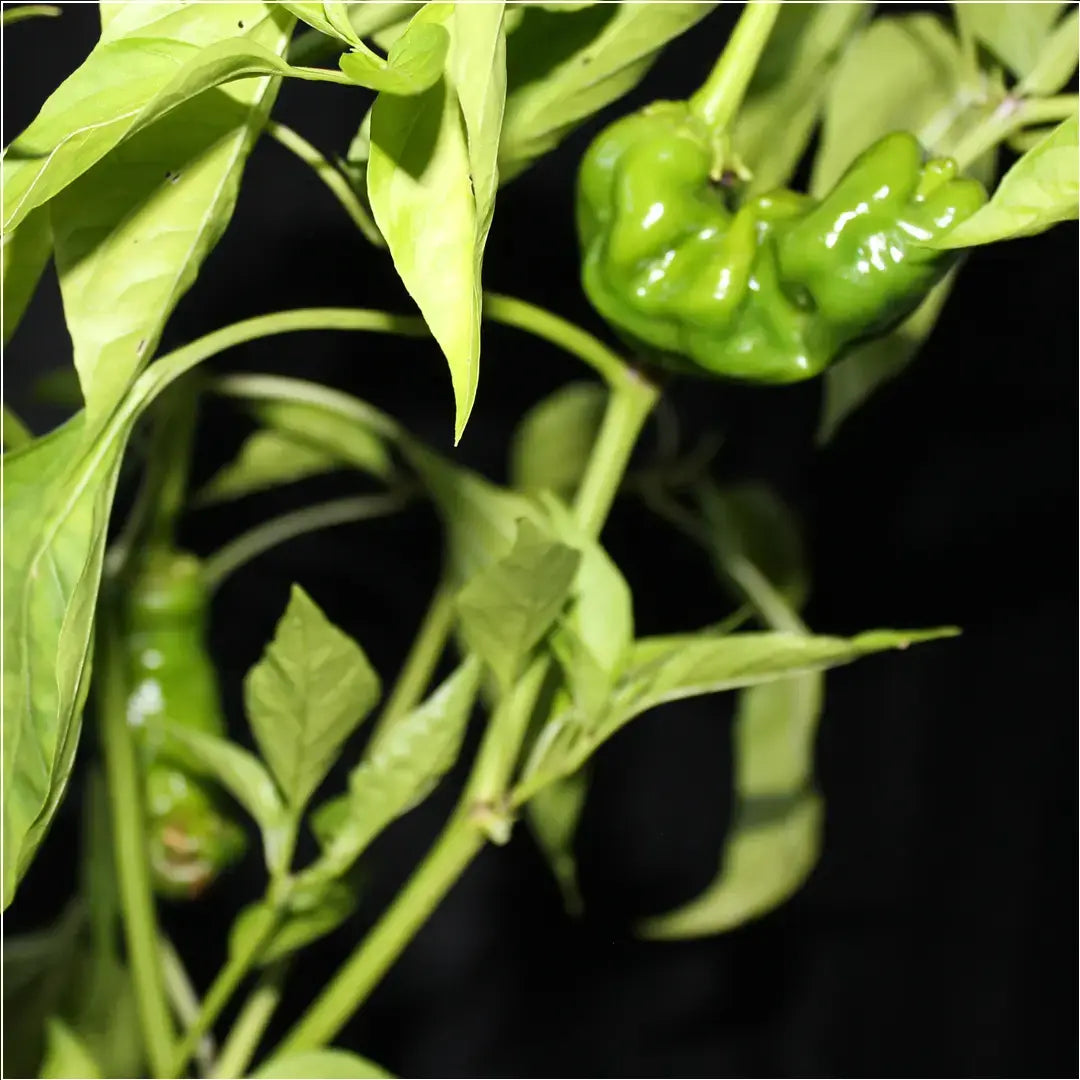 Chilli Seeds NZ Peter Pepper Chilli Pods