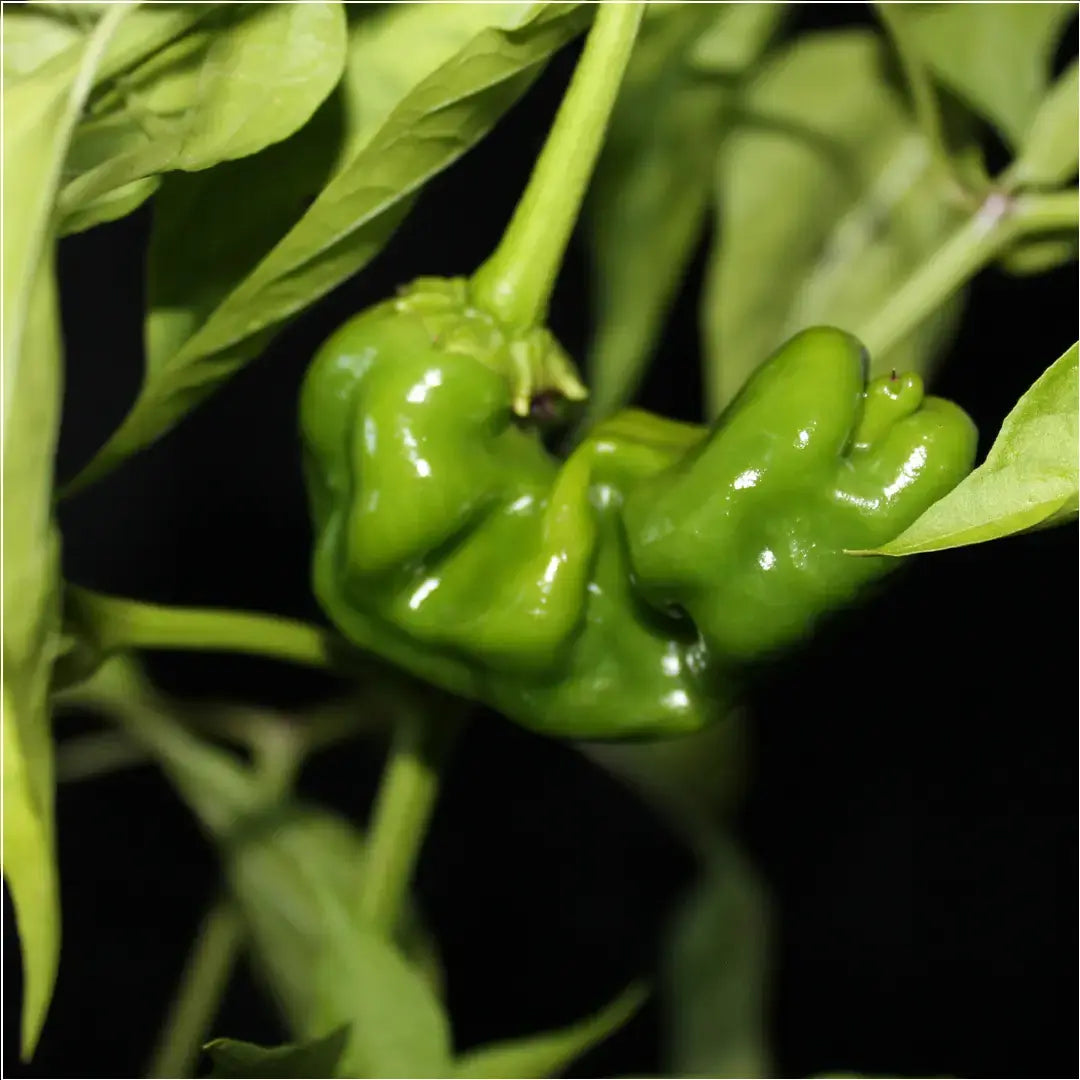 Chilli Seeds NZ Peter Pepper Chilli Pod