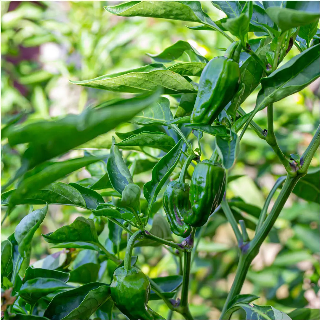 Chilli Seeds NZ Pimientos de Padrón Chilli Pods