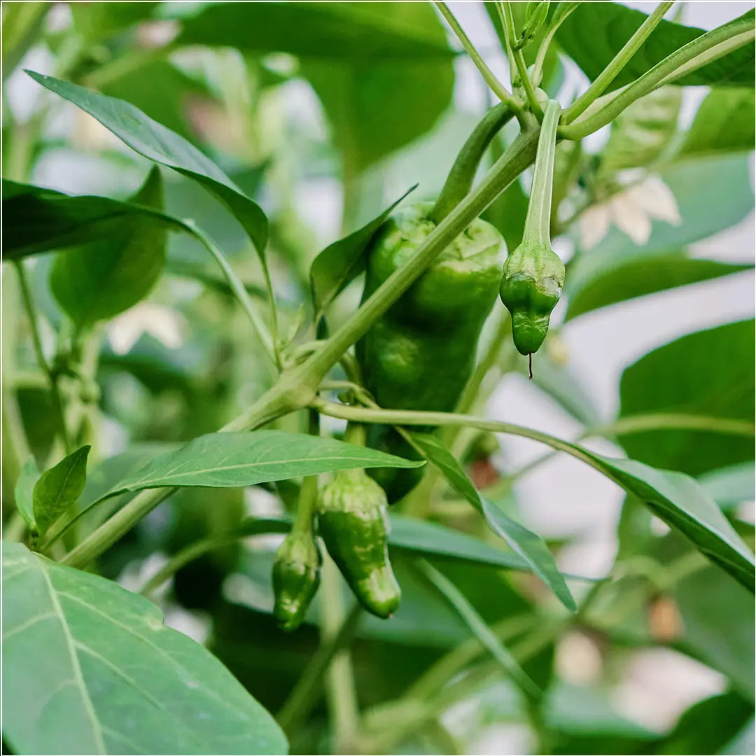 Chilli Seeds NZ Pimientos de Padrón Chilli Pods