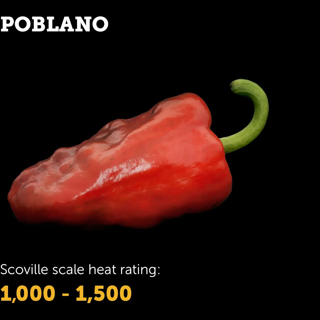 Chilli Seeds NZ Poblano Chilli