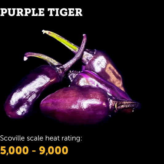 Chilli Seeds NZ Purple Tiger Chillies