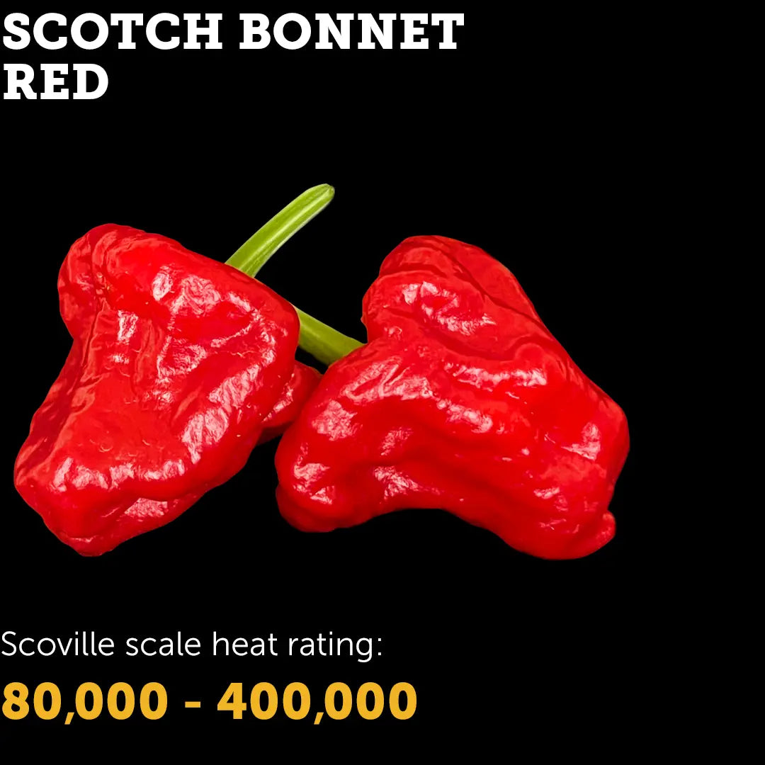 Chilli Seeds NZ Red Scotch Bonnet Chillies
