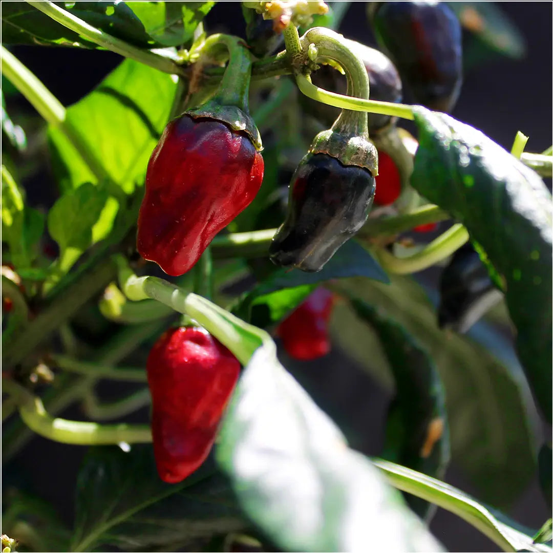 Chilli Seeds NZ Tasmanian Habanero Chilli Pods