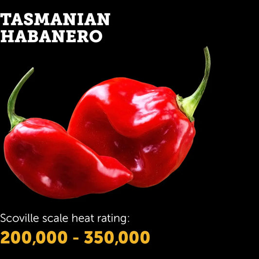 Chilli Seeds NZ Tasmanian Habanero Chillies